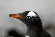 Eselspinguin (54 von 97).jpg